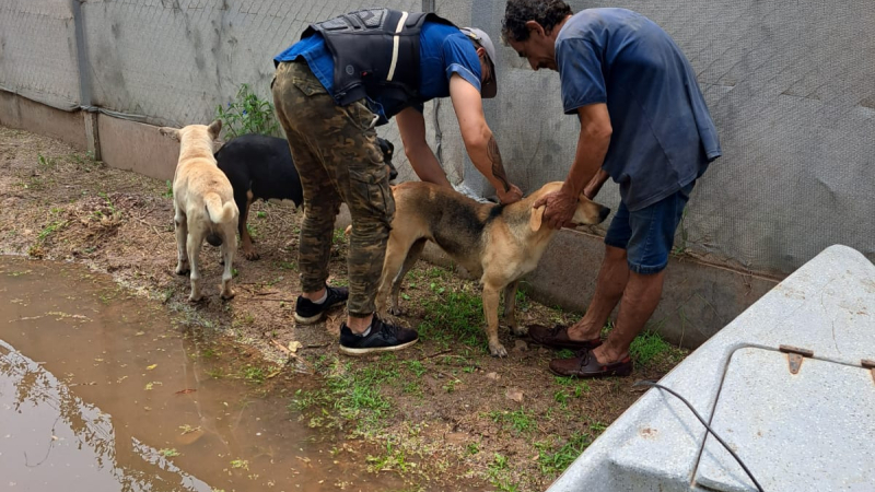 Continúa la asistencia de veterinarios a animales afectados por la crecida