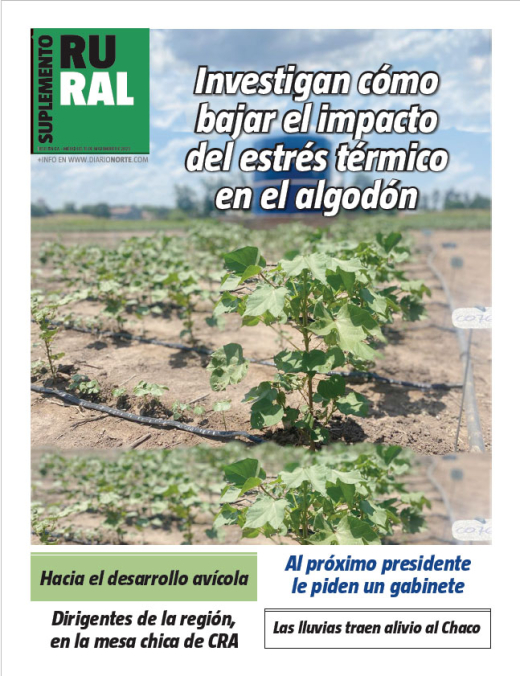 Investigan cómo bajar el impacto del estrés térmico en el algodón