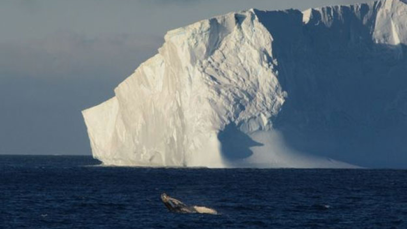 Un iceberg gigante se desprendió de la Antártida y navega a la deriva hacia el norte