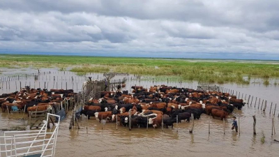 Cinco millones de cabezas amenazadas por la inundación