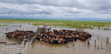 vacas.jpg