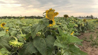 Treinta mil hectáreas de girasol a resguardo por el seguro multiriesgo