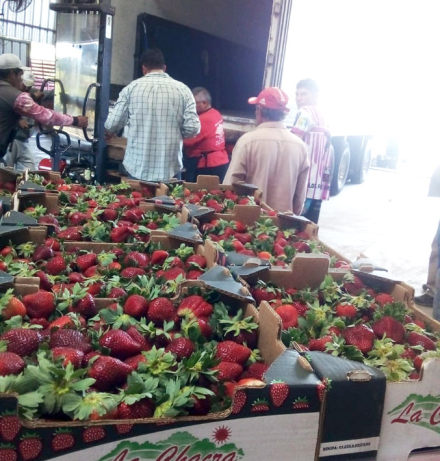 Frutilla-para-Danone.jpg