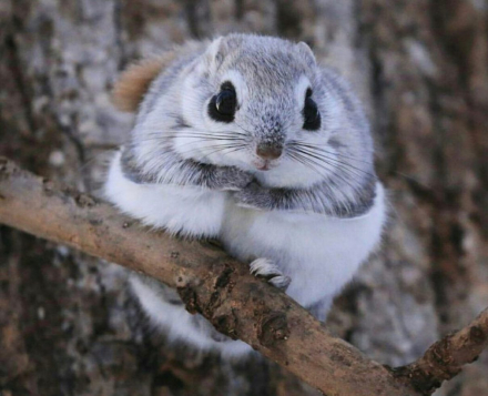 ardilla japonesa.jpg