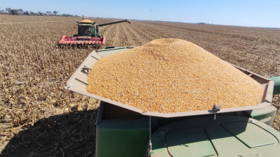 Cuánto aportará el agro al país en 2024