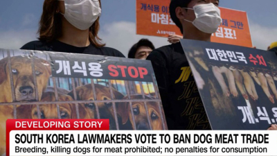 Corea del Sur: aprueban por unanimidad histórica prohibición de carne de perro