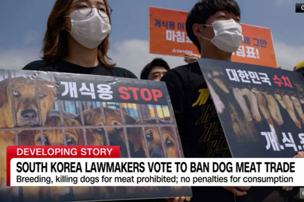 korea-dogmeat2.jpg