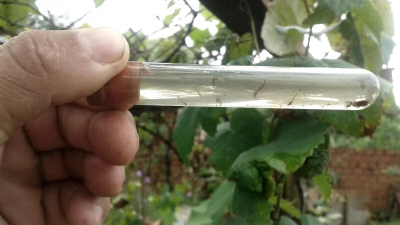 Epidemias por arbovirus: ¿castigo divino o responsabilidad humana?