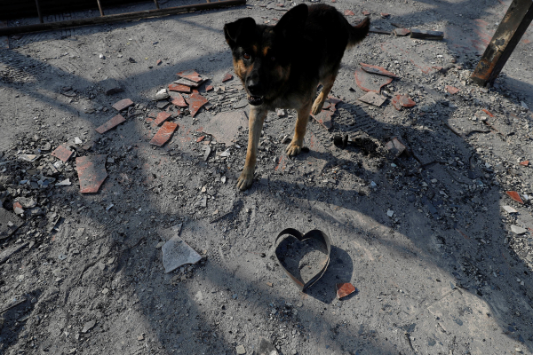 Chile: veterinarios que ayudan a perros, gatos y conejos heridos en incendios forestales