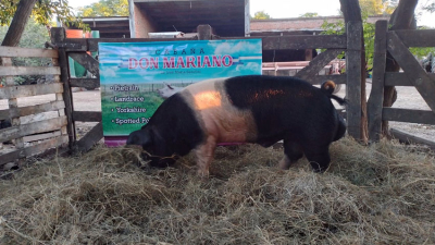 El primer remate porcino de 2024 se hará en Machagai