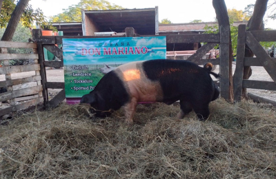 El primer remate porcino de 2024 se hará en Machagai