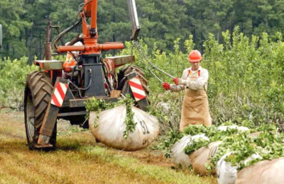 Lenta recuperación de la producción de yerba mate en Corrientes
