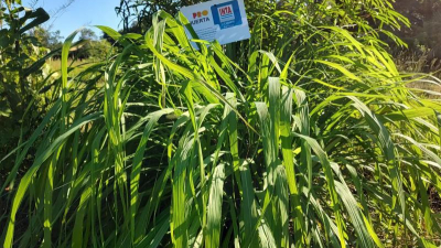 Planta repelente y medicinal en reserva educativa sanmartiniana