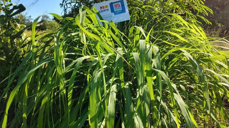 Planta repelente y medicinal en reserva educativa sanmartiniana