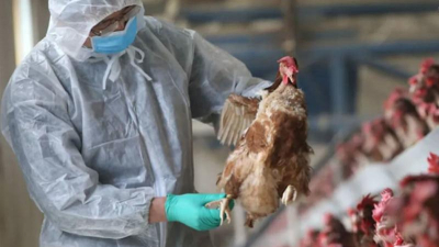 Una amenaza que se aproxima y cada vez se afirma más: la de la gripe aviar