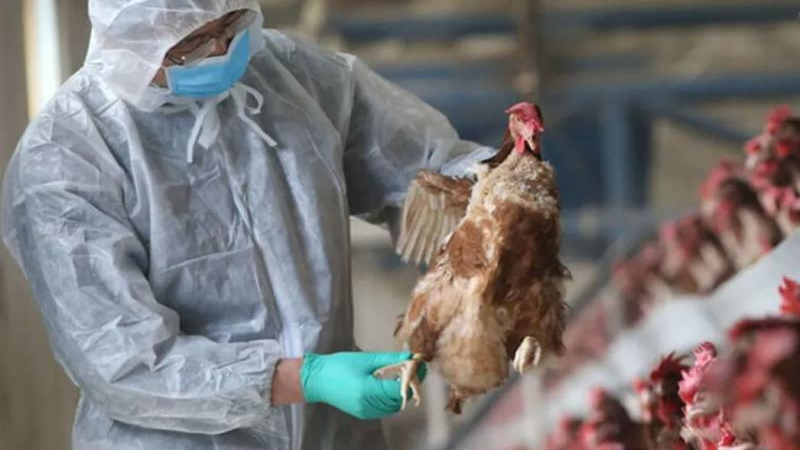Una amenaza que se aproxima y cada vez se afirma más: la de la gripe aviar