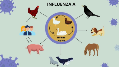 Los humanos contagiamos más virus a los animales que ellos a nosotros