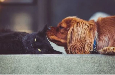 gatito y perro.JPG