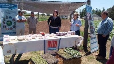 Avances en ensayos de cultivo de frutilla en el INTA El Colorado