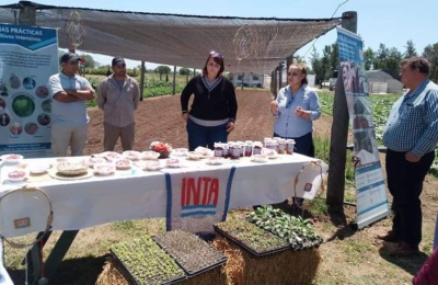 Avances en ensayos de cultivo de frutilla en el INTA El Colorado