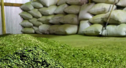yerba.jpg