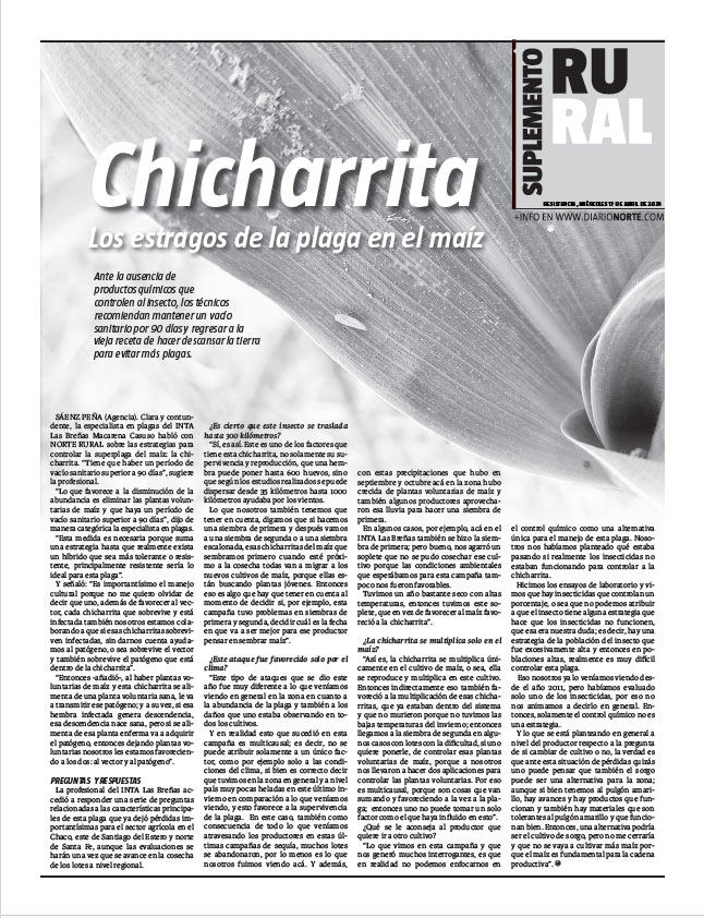 chicharrita: los estragos de la plaga en el maíz