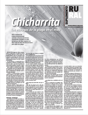 chicharrita: los estragos de la plaga en el maíz