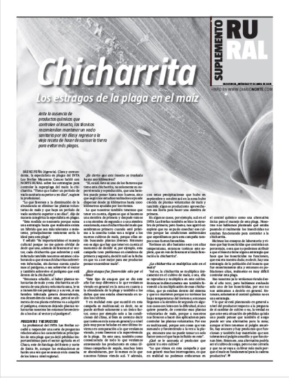 chicharrita: los estragos de la plaga en el maíz