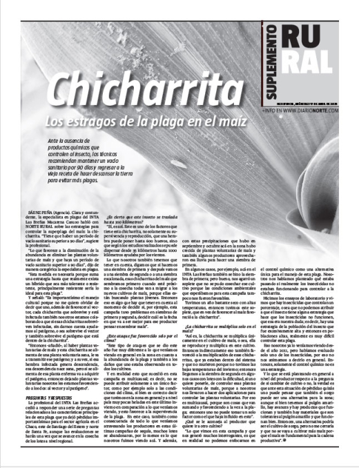 chicharrita: los estragos de la plaga en el maíz