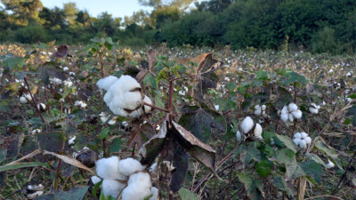 Chaco: lotes de algodón sembrados con transgénicos no autorizados en la Argentina