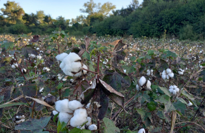 Chaco: lotes de algodón sembrados con transgénicos no autorizados en la Argentina