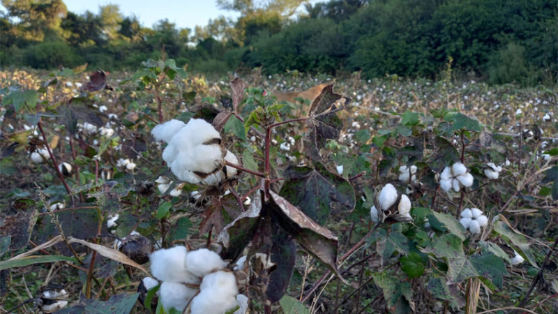 Chaco: lotes de algodón sembrados con transgénicos no autorizados en la Argentina