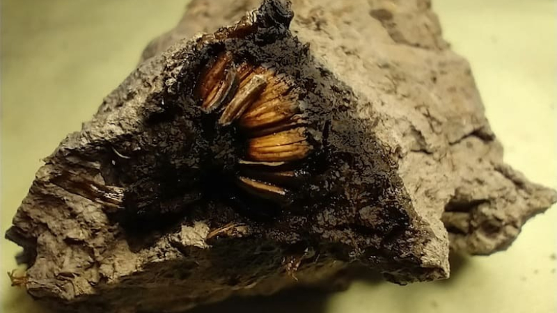 Inesperado hallazgo en San Pedro: encontraron una flor de 1000 años y es la primera de su tipo en la Argentina