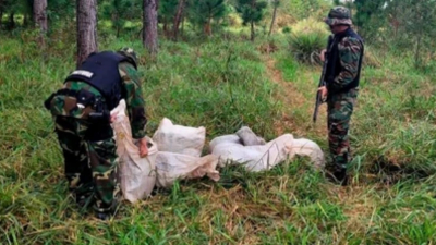 Incautaron más de 350 kilos de marihuana valuados en más de mil millones de pesos