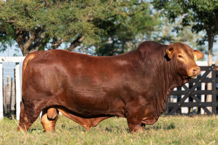 Rural-3-Caa-Cupe-FOTOS-(8).jpg