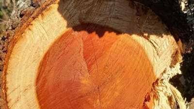 Conflicto por el Fondo Nacional de Bosques: protección frente a intereses privados