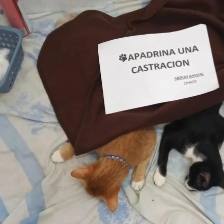 apadrina.jpg
