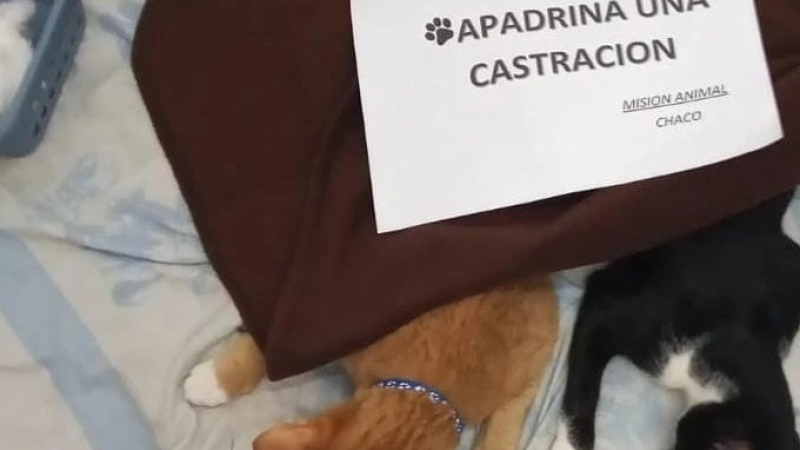 Ofrecen turnos para castrar a perros y gatos a bajo costo
