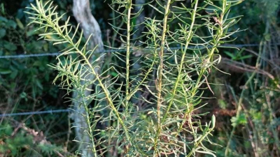 Ganadería: aumentan las intoxicaciones por ingestión de plantas nocivas
