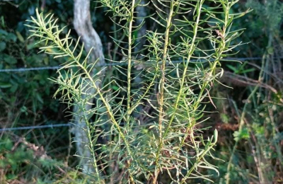 Ganadería: aumentan las intoxicaciones por ingestión de plantas nocivas