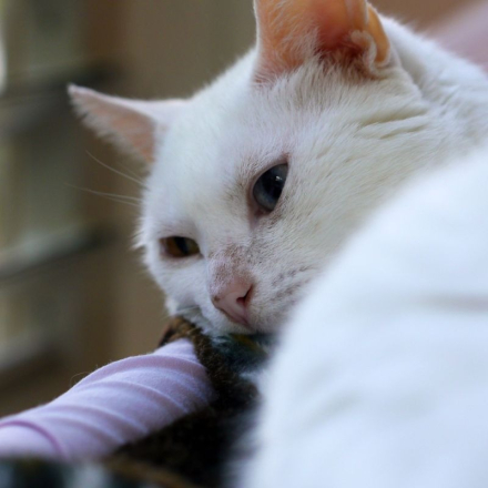 mascota triste2.jpg