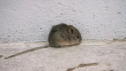 fiebre hemorrágica2.jpg