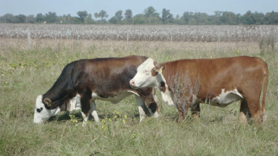 La quita de los DEx a la carne vacuna genera expectativas