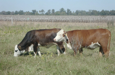 La quita de los DEx a la carne vacuna genera expectativas