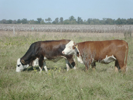 rural.jpg
