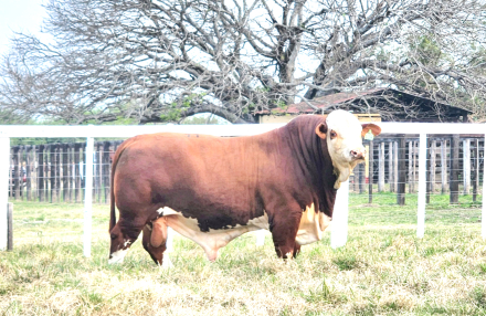 16-R-162-hijo de tapenaga.jpg