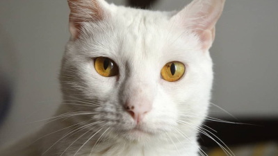 Día Internacional del Gato: ¿por qué se celebra el 8 de agosto y otras dos veces más en el año?