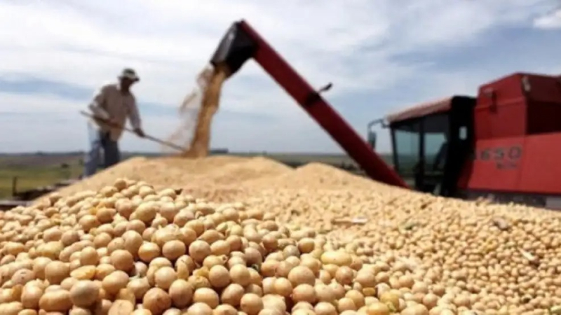 El precio de la soja cae y complica más el plan Caputo