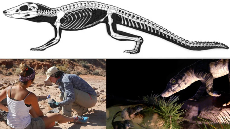 Hallan nueva especie de reptil prehistórico en la Patagonia