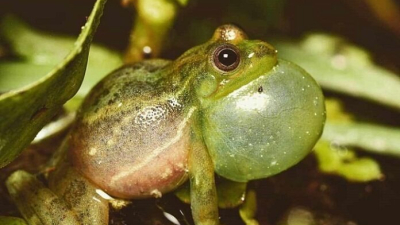 ¿Qué hay detrás del canto de las ranas?